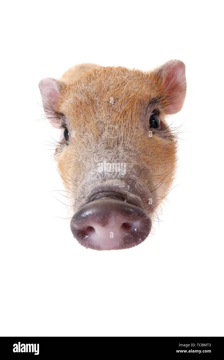 Cochon micro Banque D'Images