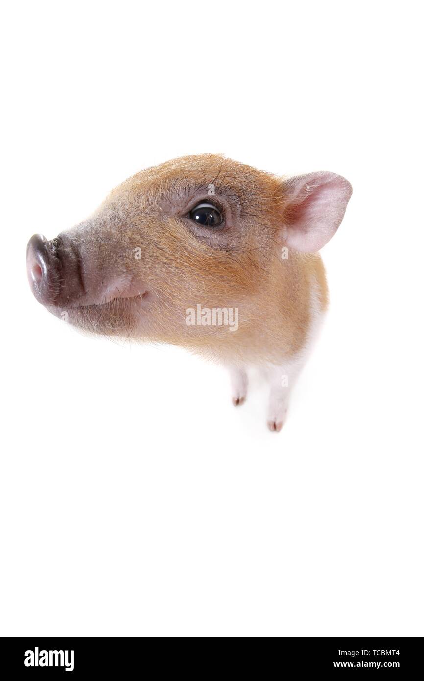 Cochon micro Banque D'Images