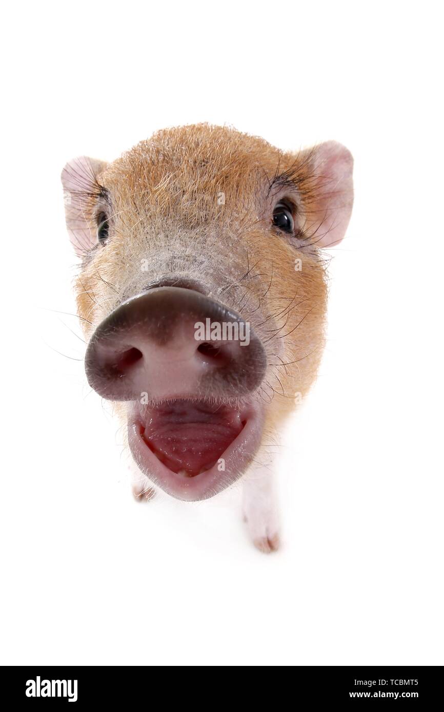 Cochon micro Banque D'Images