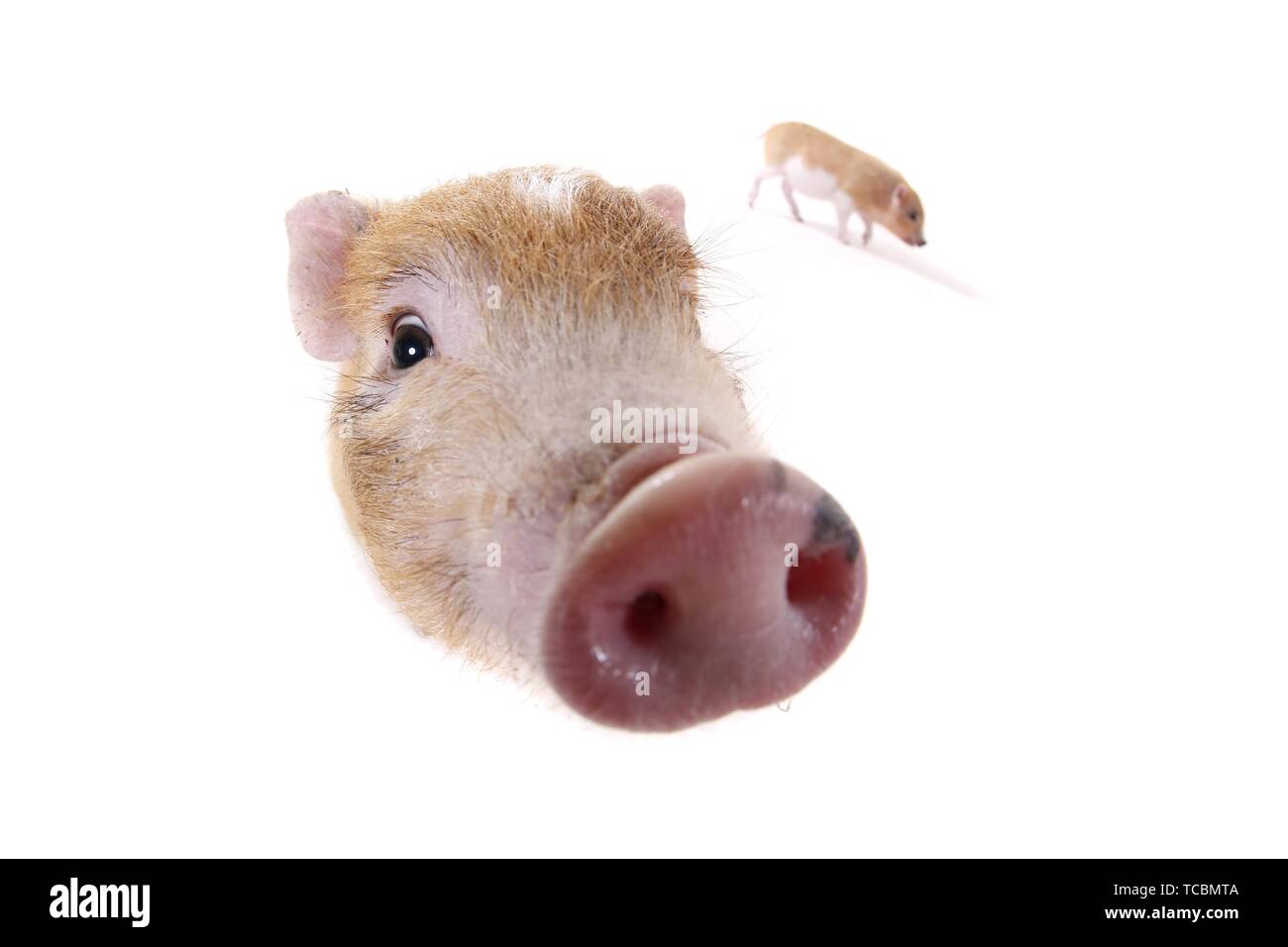 Les porcs micro Banque D'Images