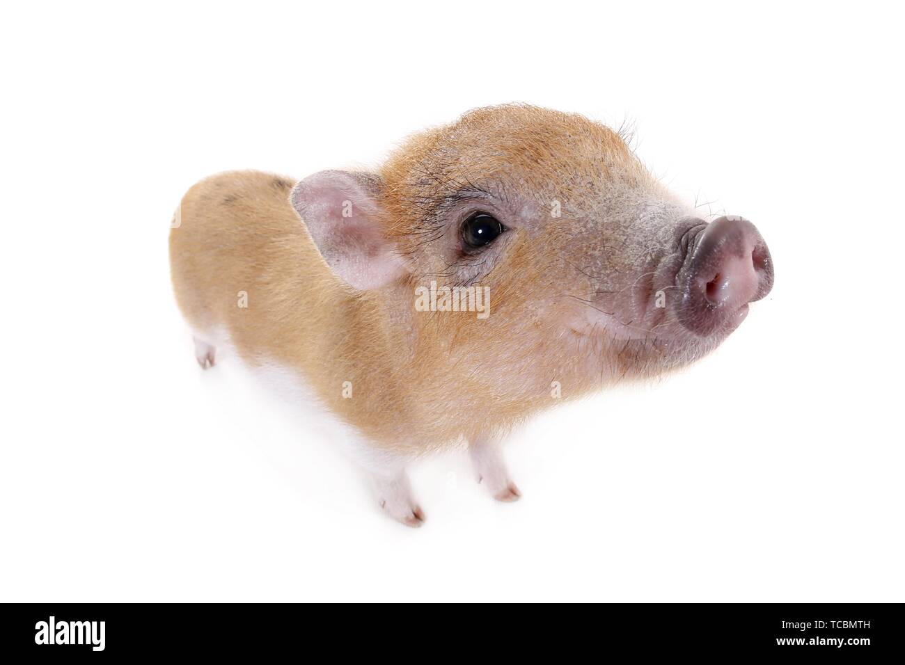 Cochon micro Banque D'Images