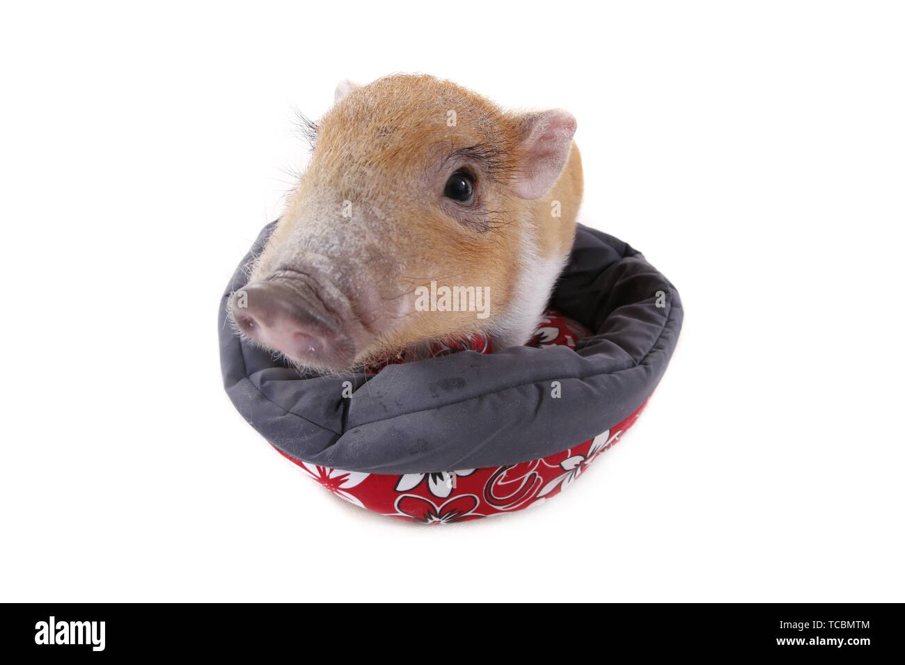 Cochon micro Banque D'Images