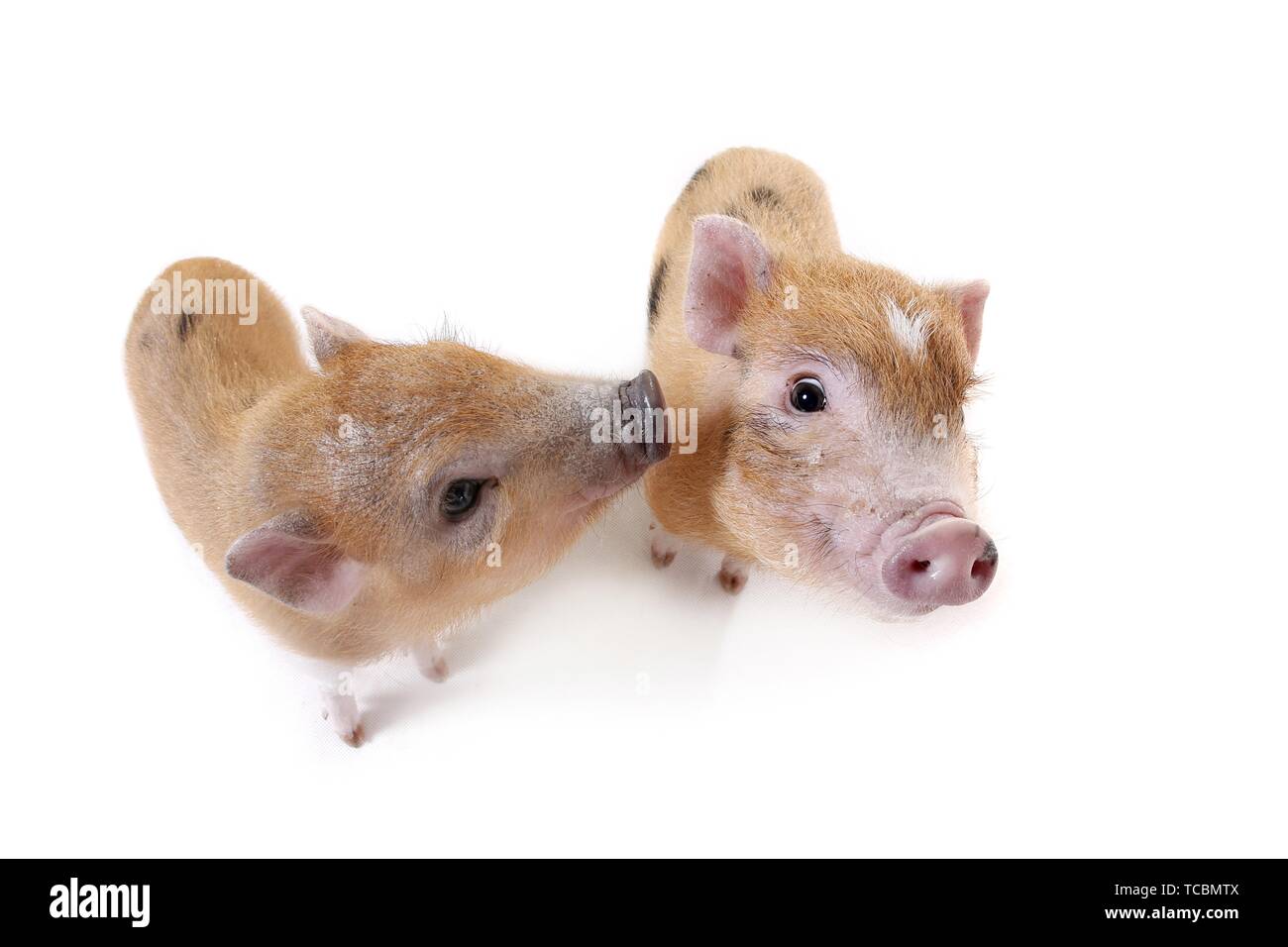 Les porcs micro Banque D'Images