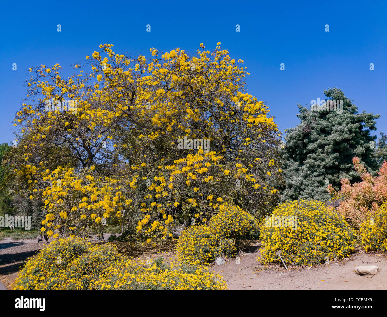 Handroanthus chrysotrichus la belle fleur jaune à Los Angeles, Californie Banque D'Images