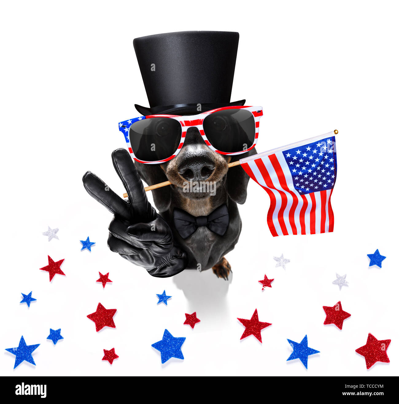 Chien teckel saucisse qui agitait un drapeau d'usa et de la victoire ou de la paix le jour de l'indépendance des doigts 4 juillet avec des lunettes Banque D'Images