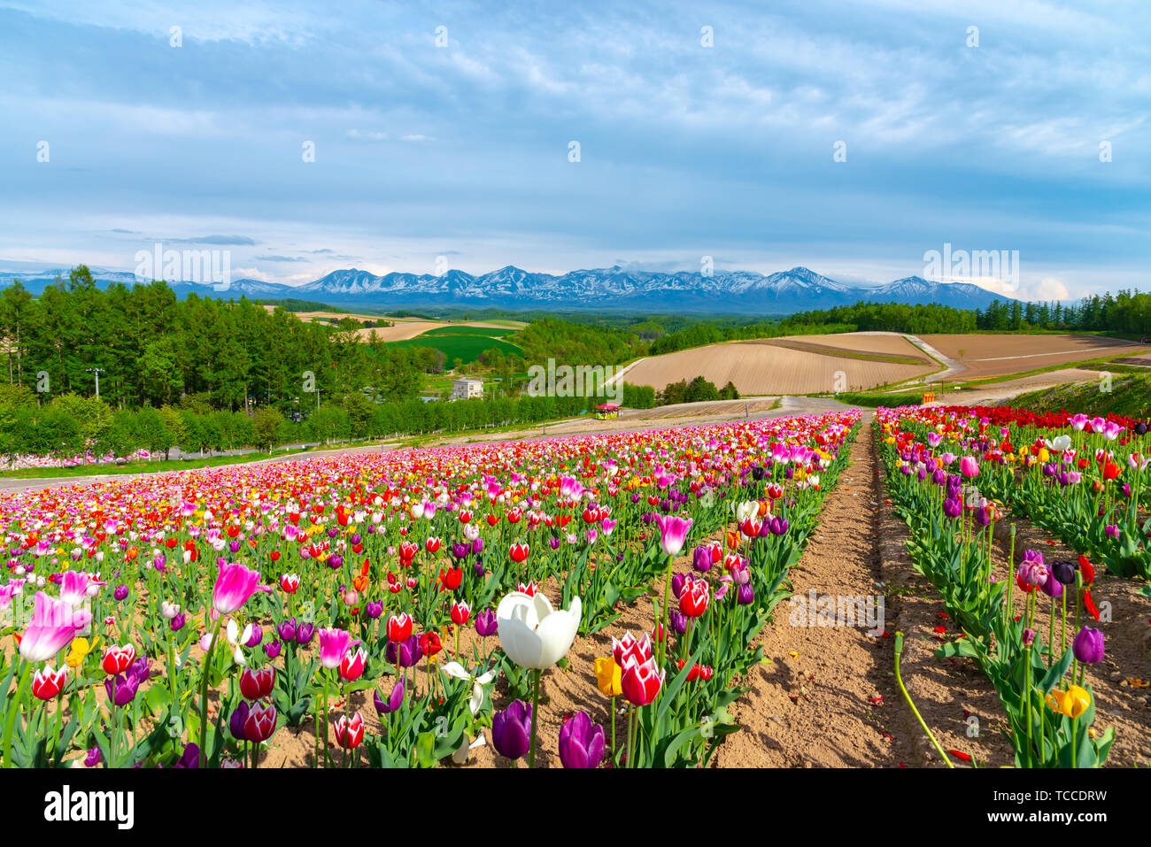 Fleurs éclatantes modèle streak attire les visiteurs. Vue panoramique sur le terrain de fleurs colorées dans Shikisai-no-Oka, un endroit très populaire pour le tourisme dans la région de Biei Town, Banque D'Images