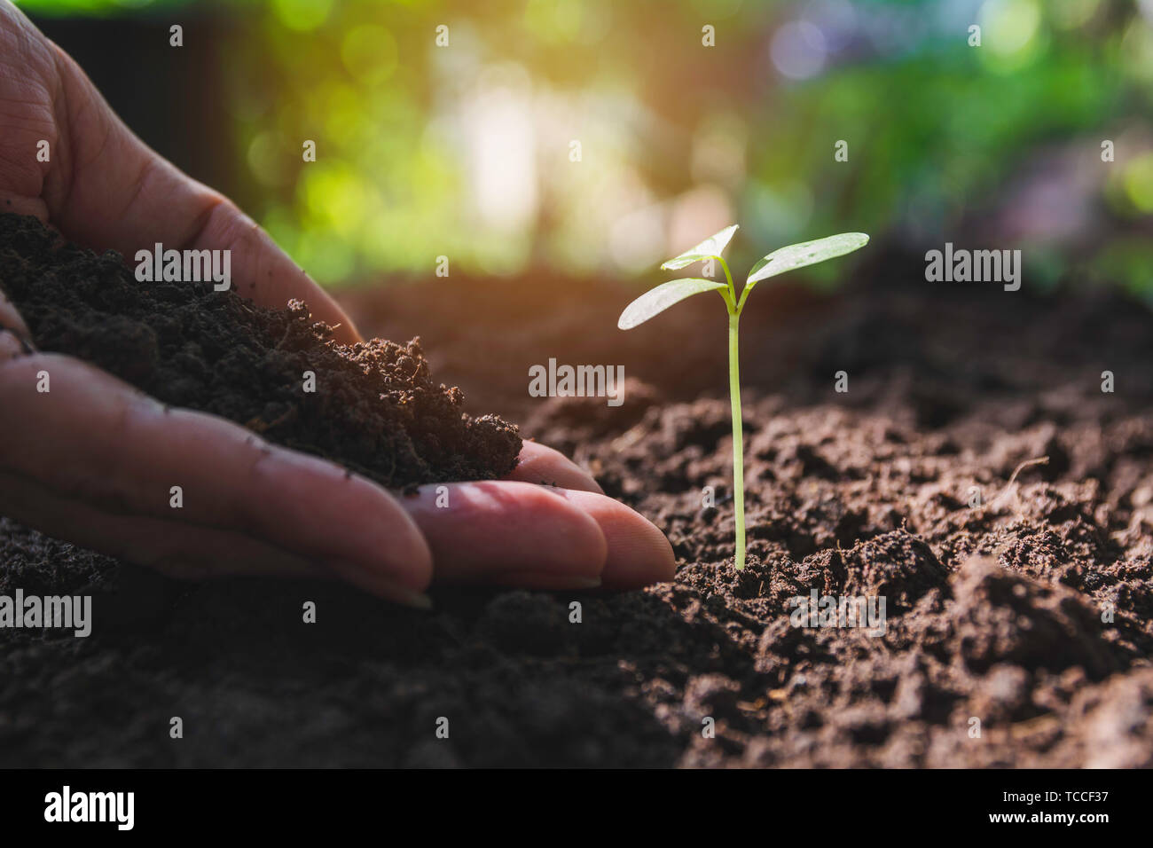 Concept des plantules par la main de l'arbre avec les jeunes sur la nature. Banque D'Images