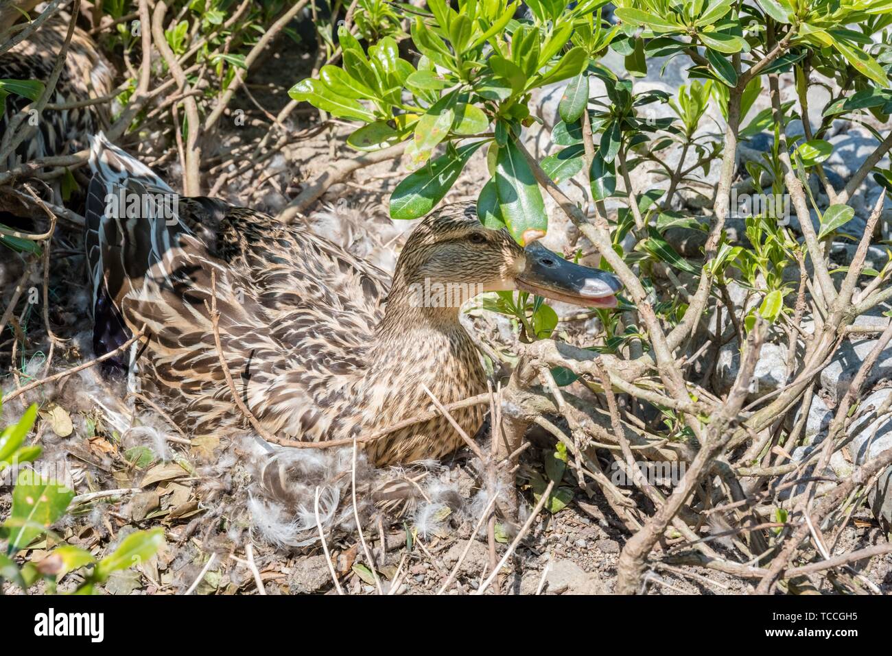Nid De Canard Banque D Image Et Photos Alamy
