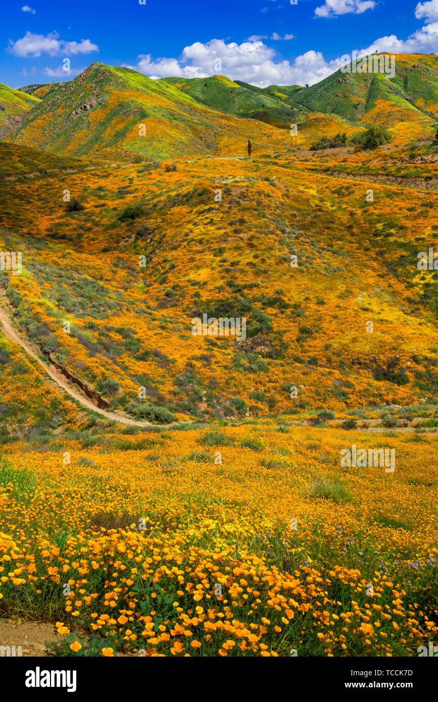 Coquelicots de Californie dans Walker Canyon, Lake Elsinore, Superbloom de 2019, Riverside, Californie, USA. Banque D'Images