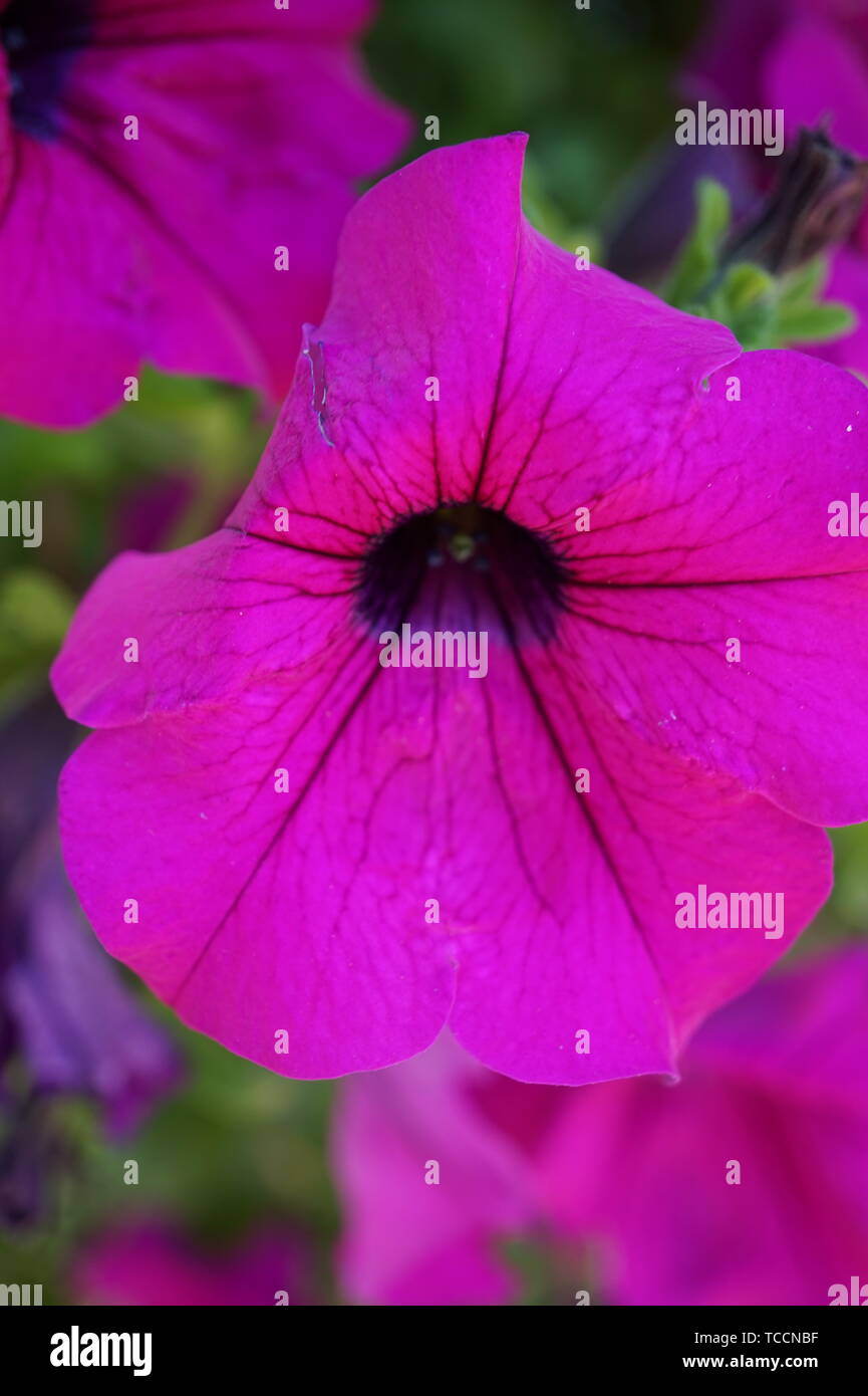 Plan macro sur une belle rose pétunia Banque D'Images