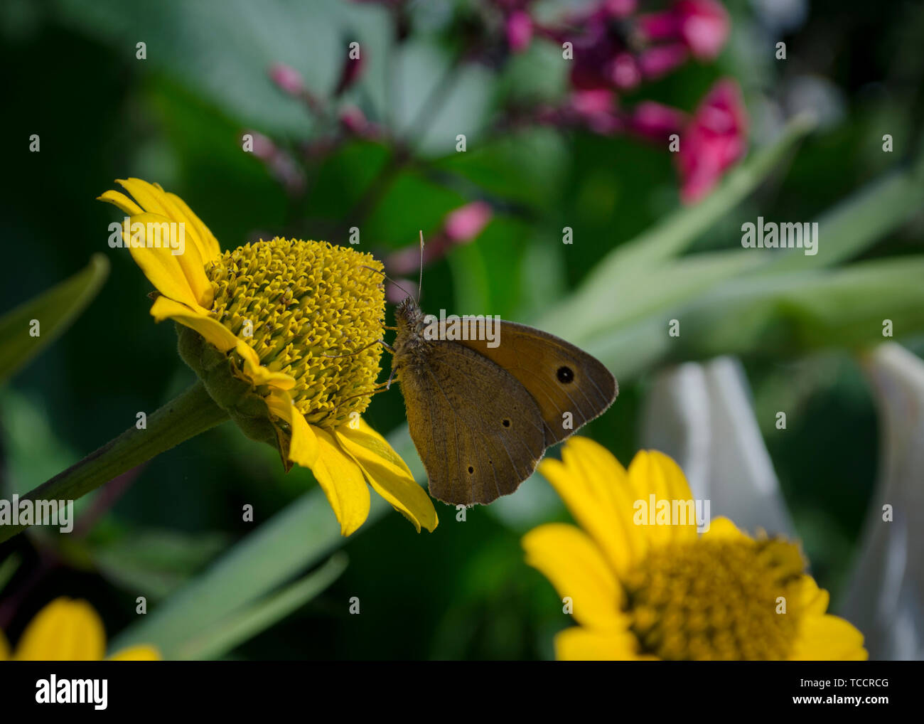 Aphantopus hyperantus papillon assis sur les fleurs jaunes de la famille aster de tournesol, Chrysopsis connu sous le nom de golden Heterotheca villosa ou asters Banque D'Images