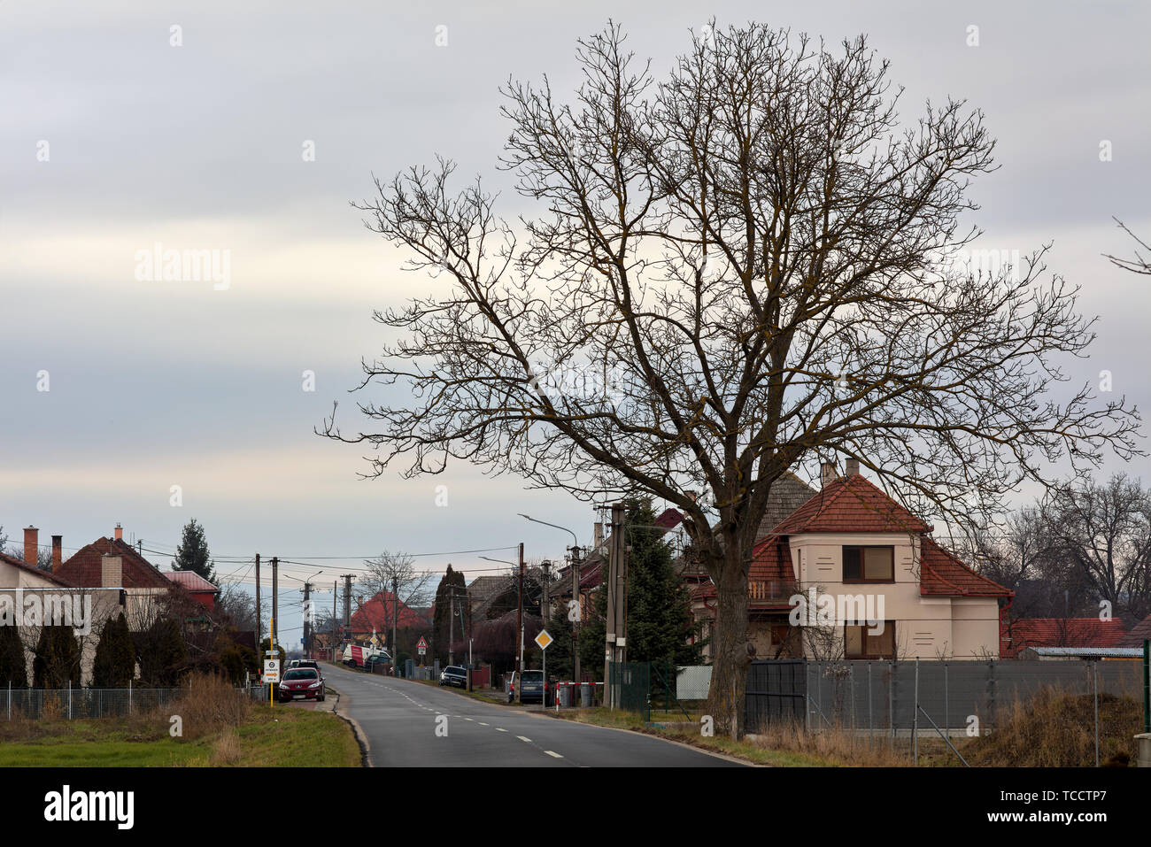 Grand arbre en face du village au nord de Shanghai, Piestany Slovaquie Banque D'Images