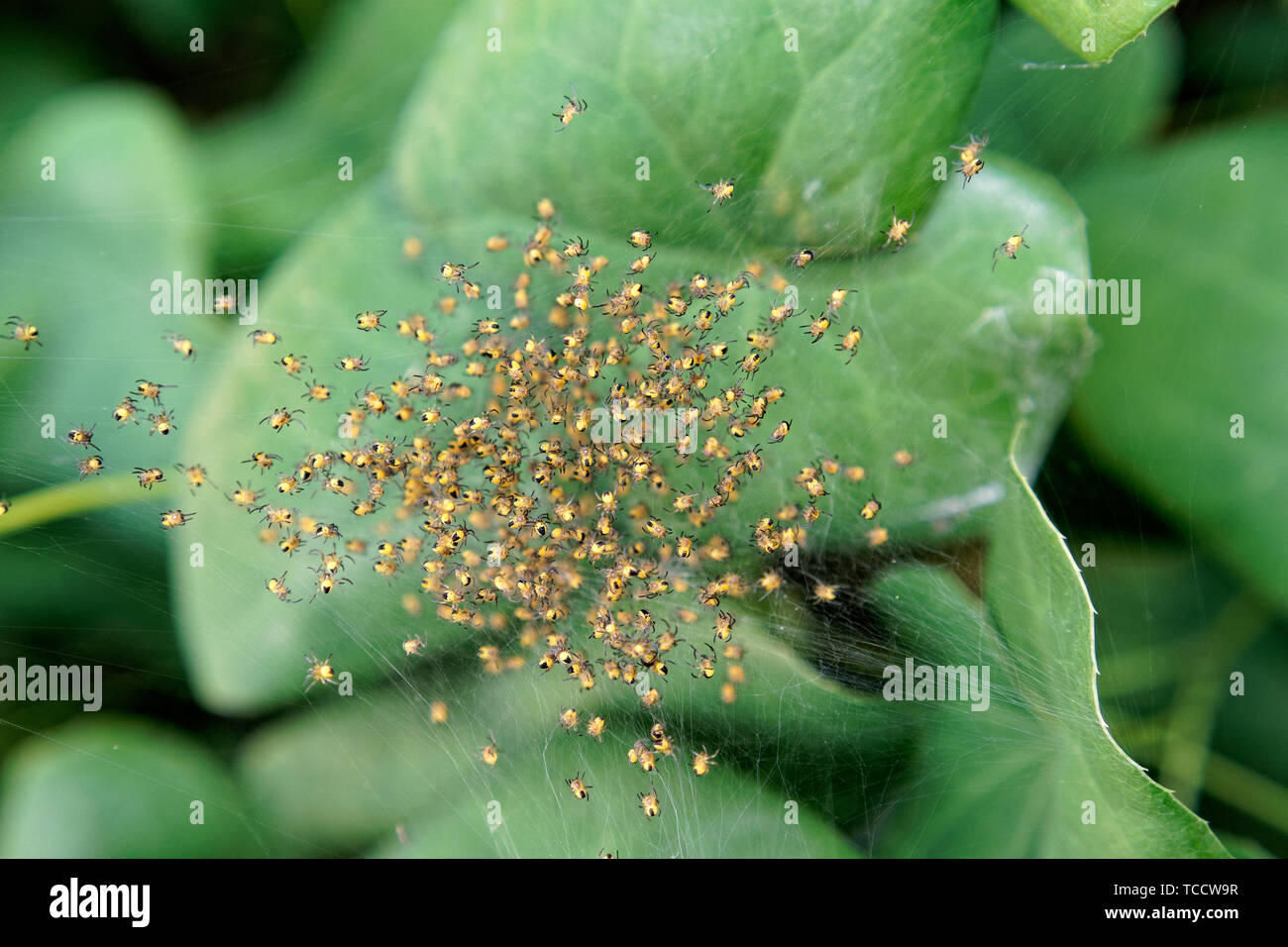 D'un plan macro bébé jardin araignées dans une pépinière orb web, Vancouver, BC, Canada Banque D'Images