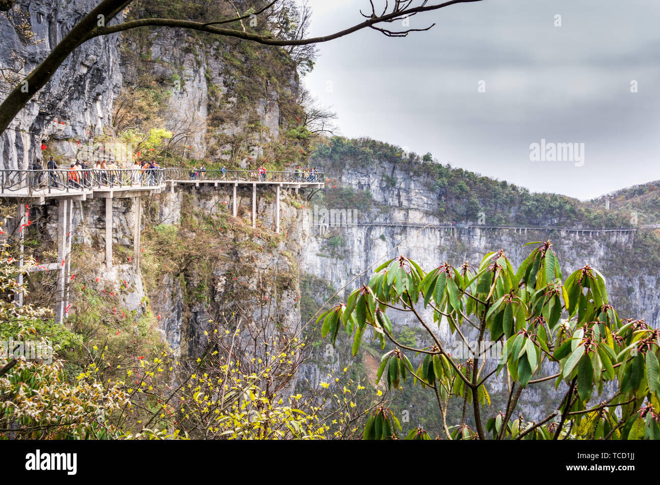 De nombreux touristes marcher sur le ciel au pied de la montagne Tianmen, très haute falaise avec balcon étroit qui s'enroulent autour de Zhangjiajie, montagne, Hunan, Chine Banque D'Images