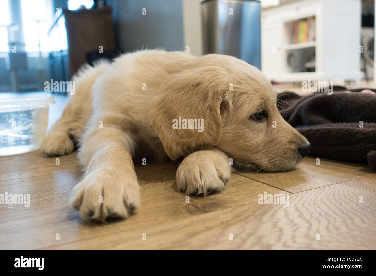 Adorable Chiot De Golden Retriever Couche Sur Plancher Pres De Couverture Brun Avec Tete Mis Sur Patte Sur Fond De Prix Photo Stock Alamy