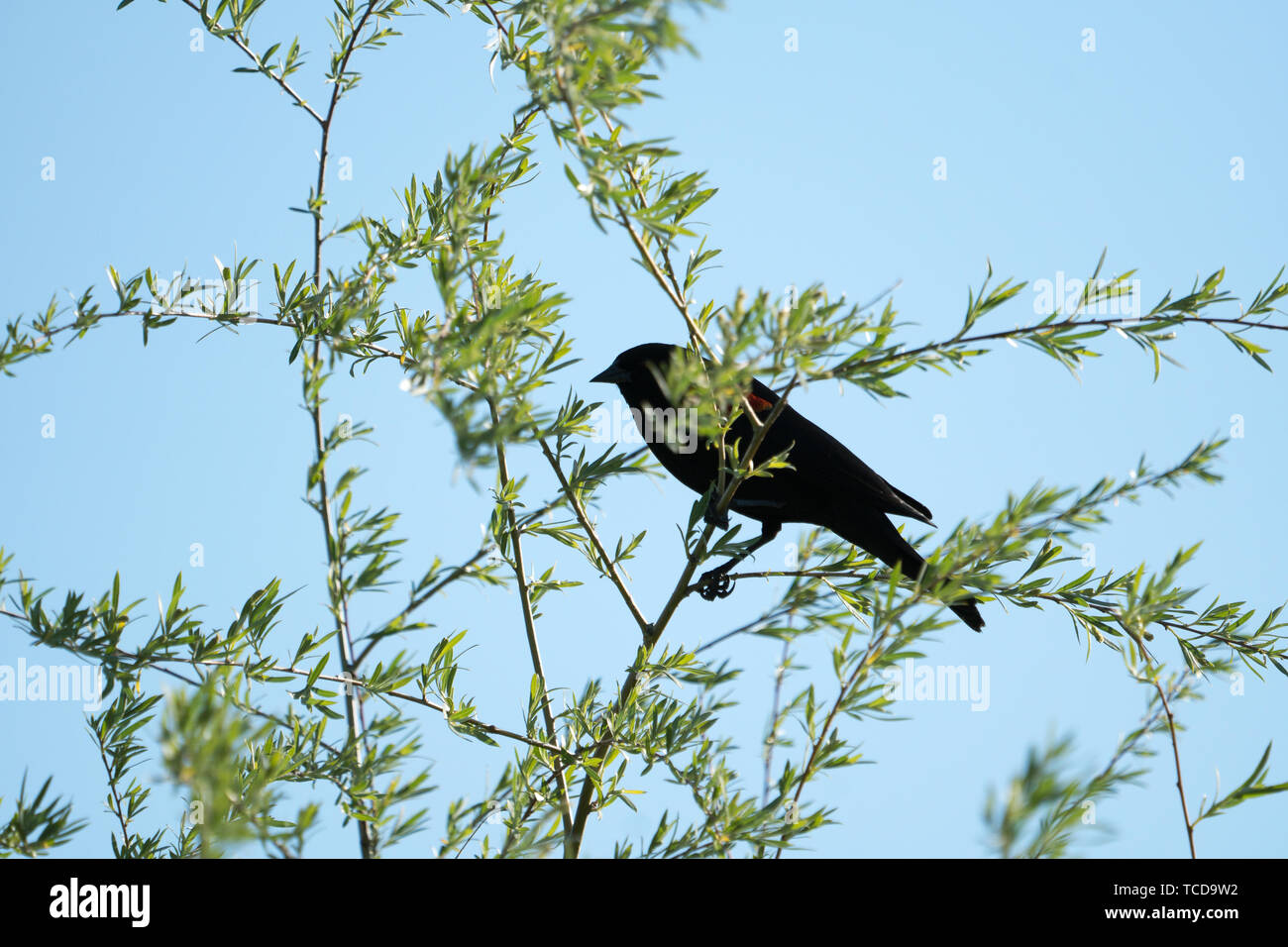 Red Wing blackbird perché derrière ses frondaisons Banque D'Images