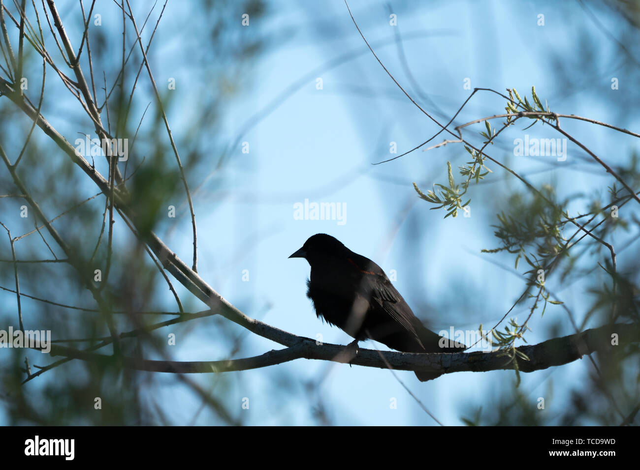Red Wing blackbird perché derrière ses frondaisons Banque D'Images