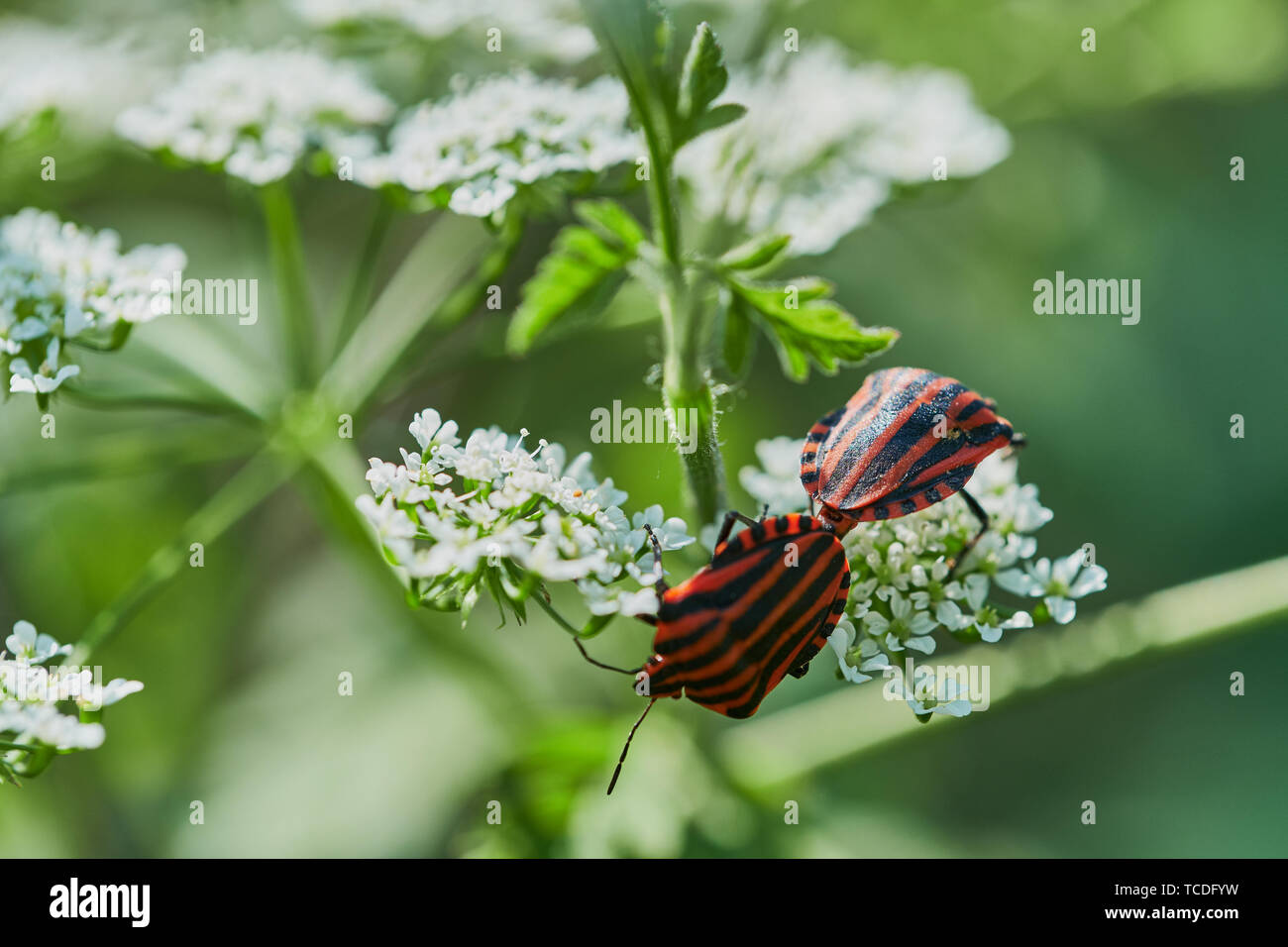 Deux bugs à rayures italiennes sont l'accouplement sur une fleur cerfeuil sauvage Banque D'Images