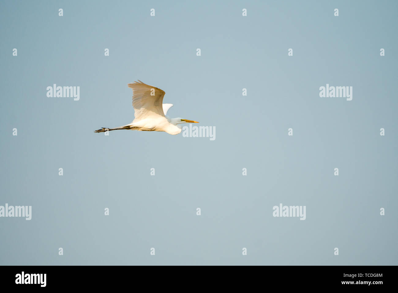 Grande Aigrette vol vol planeur Banque D'Images