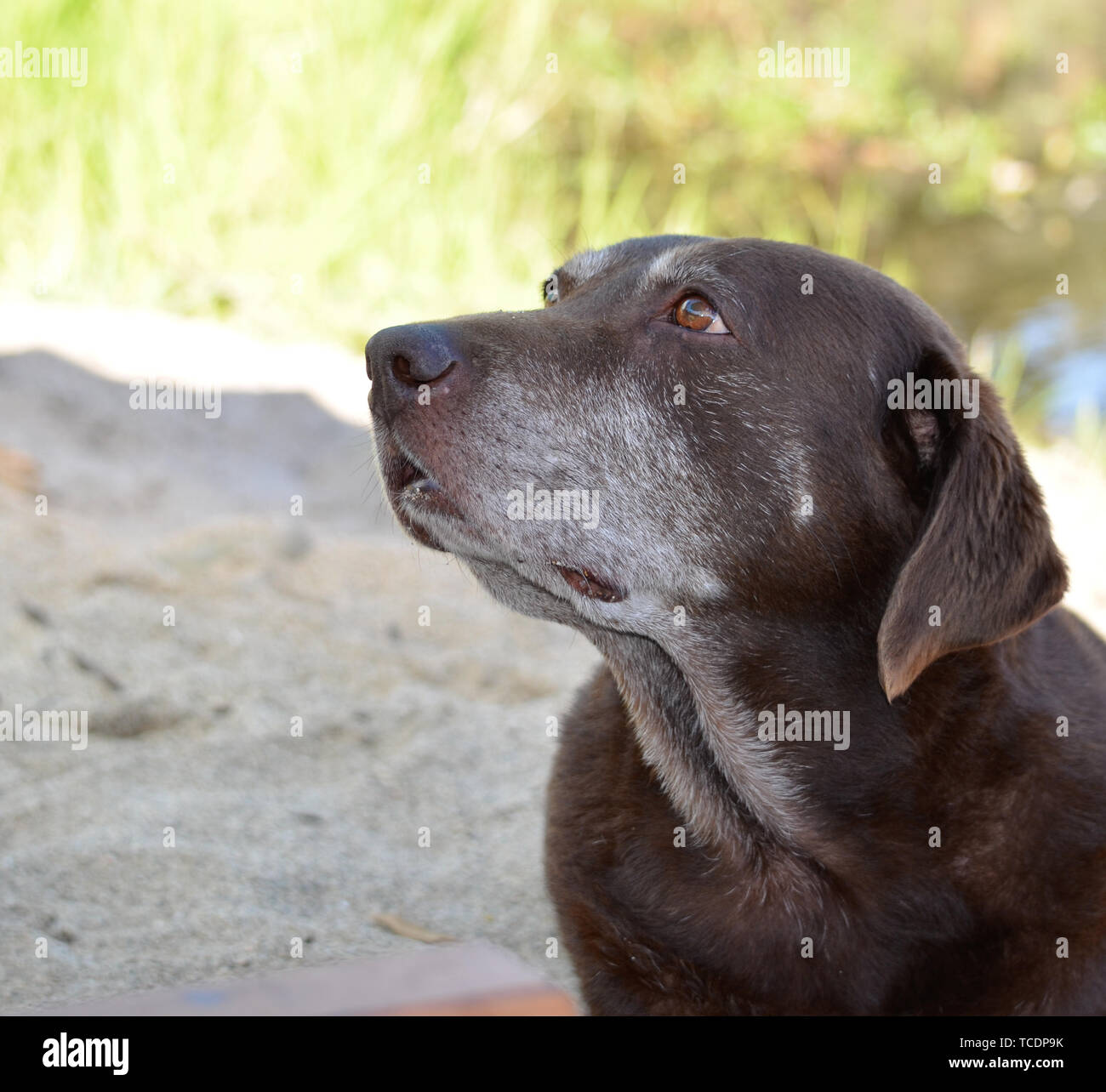 Vieux chien labrador retriever chocolat Banque D'Images