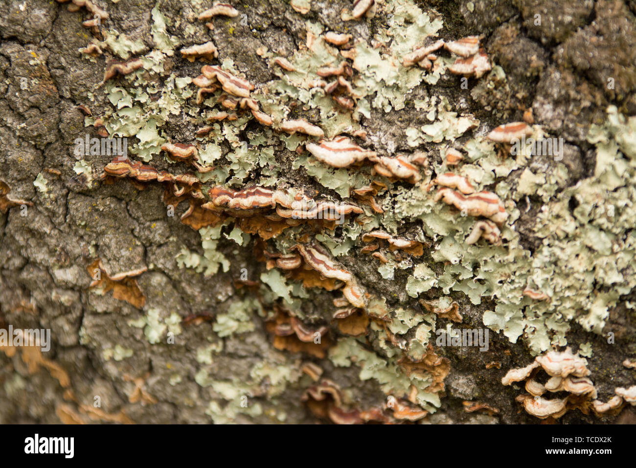 Résumé fond d'écorce rugueuse texturé couvert de couche de foutre et lichen Banque D'Images