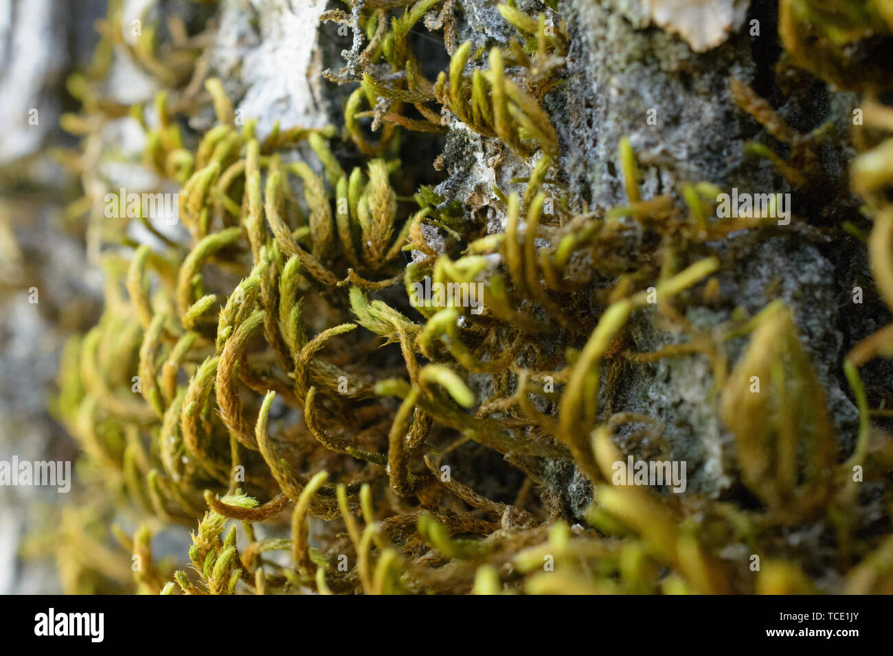 Groupes de mousse verte de plus en pierre grise verticale in soft focus Banque D'Images