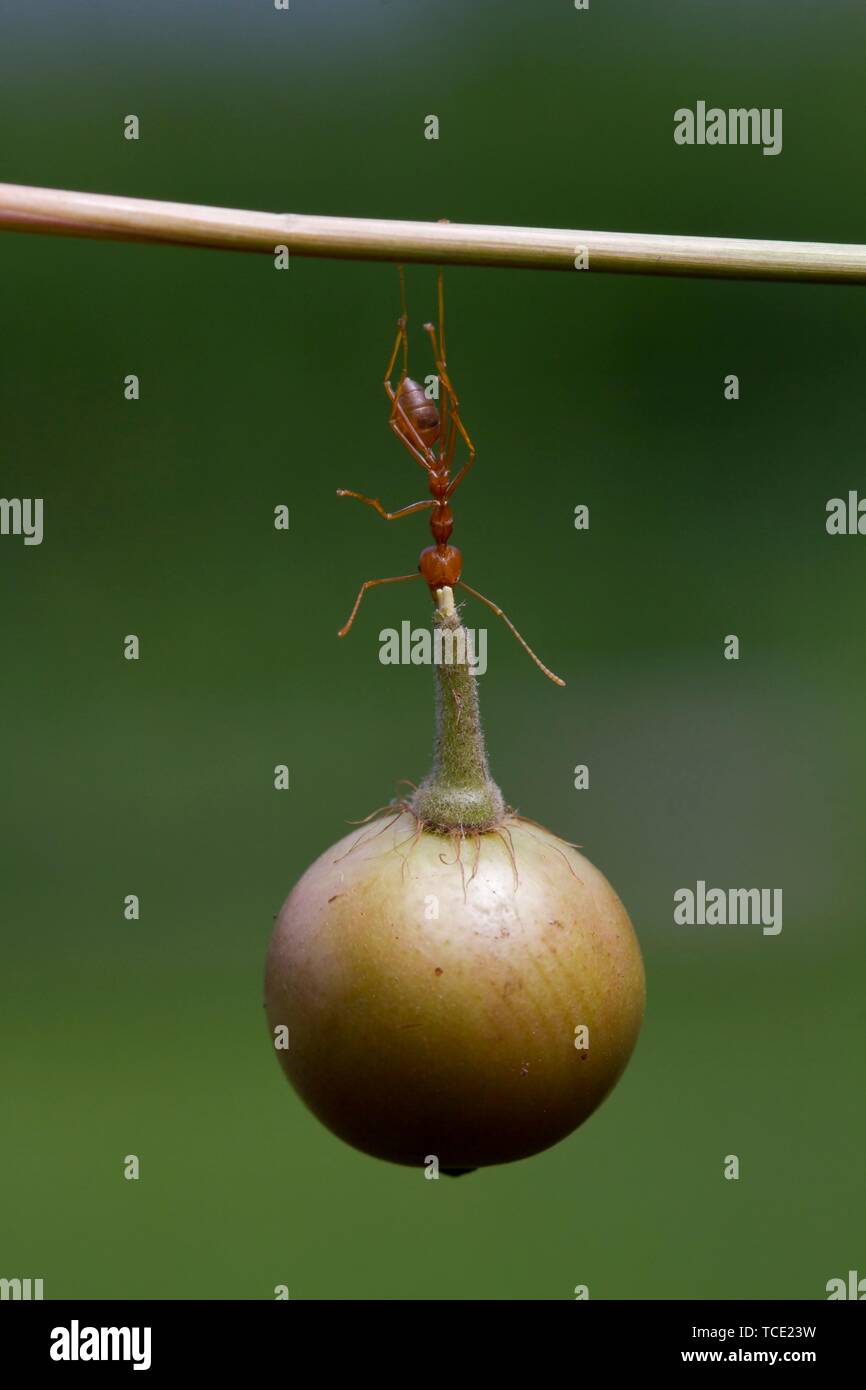 Ant sur une branche portant un berry, Indonésie Banque D'Images