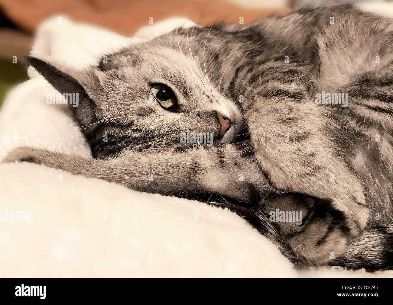 Chat tigré gris couché sur une chaise Banque D'Images