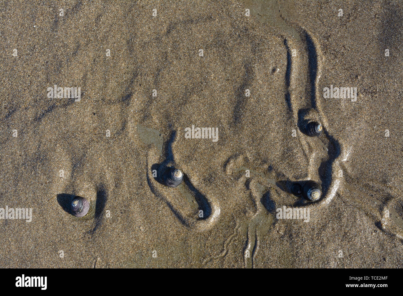 Les escargots ramper dans le sable humide de la marée basse sur une plage. Laissant de chemins où ils ont été. Banque D'Images