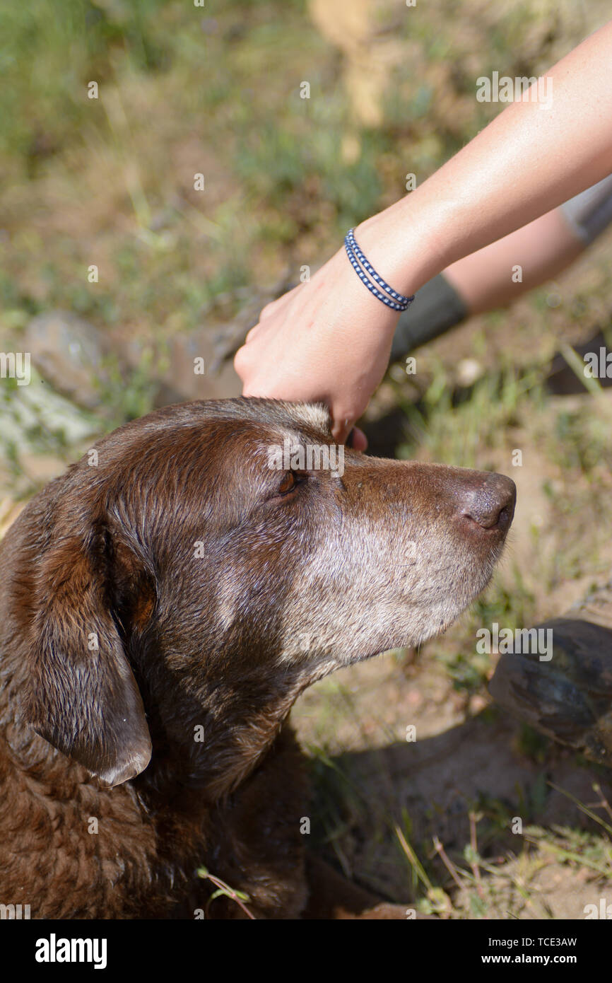 Une jeune femme animaux domestiques le côté d'un vieux chien labrador chocolat humide. Banque D'Images