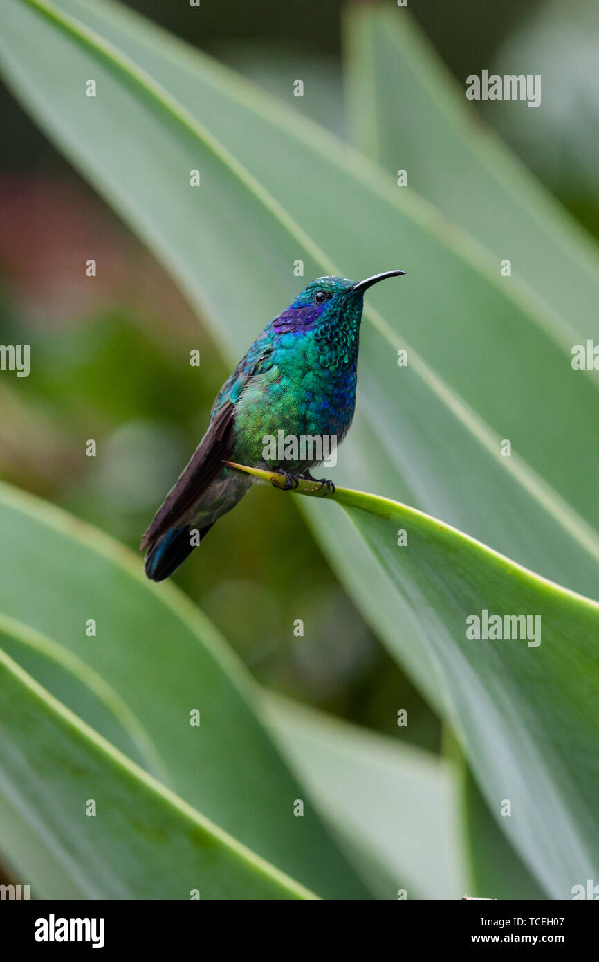 Green Violet-ear Colibri thalassinus, Hummingbird, est perché sur une grande feuille d'agave dans la vallée de la rivière Savegre au Costa Rica. Banque D'Images