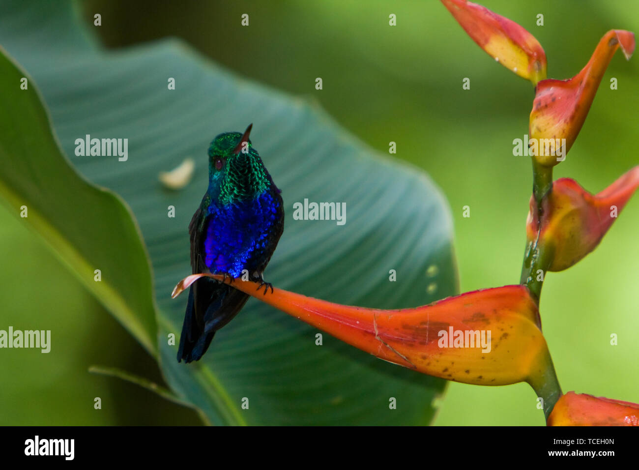 Un homme iridescent Violet-bellied Hummingbird, Juliamyia julie, à la découverte de la forêt tropicale au Panama. Ils sont originaires de Colombie, l'Équateur, P Banque D'Images