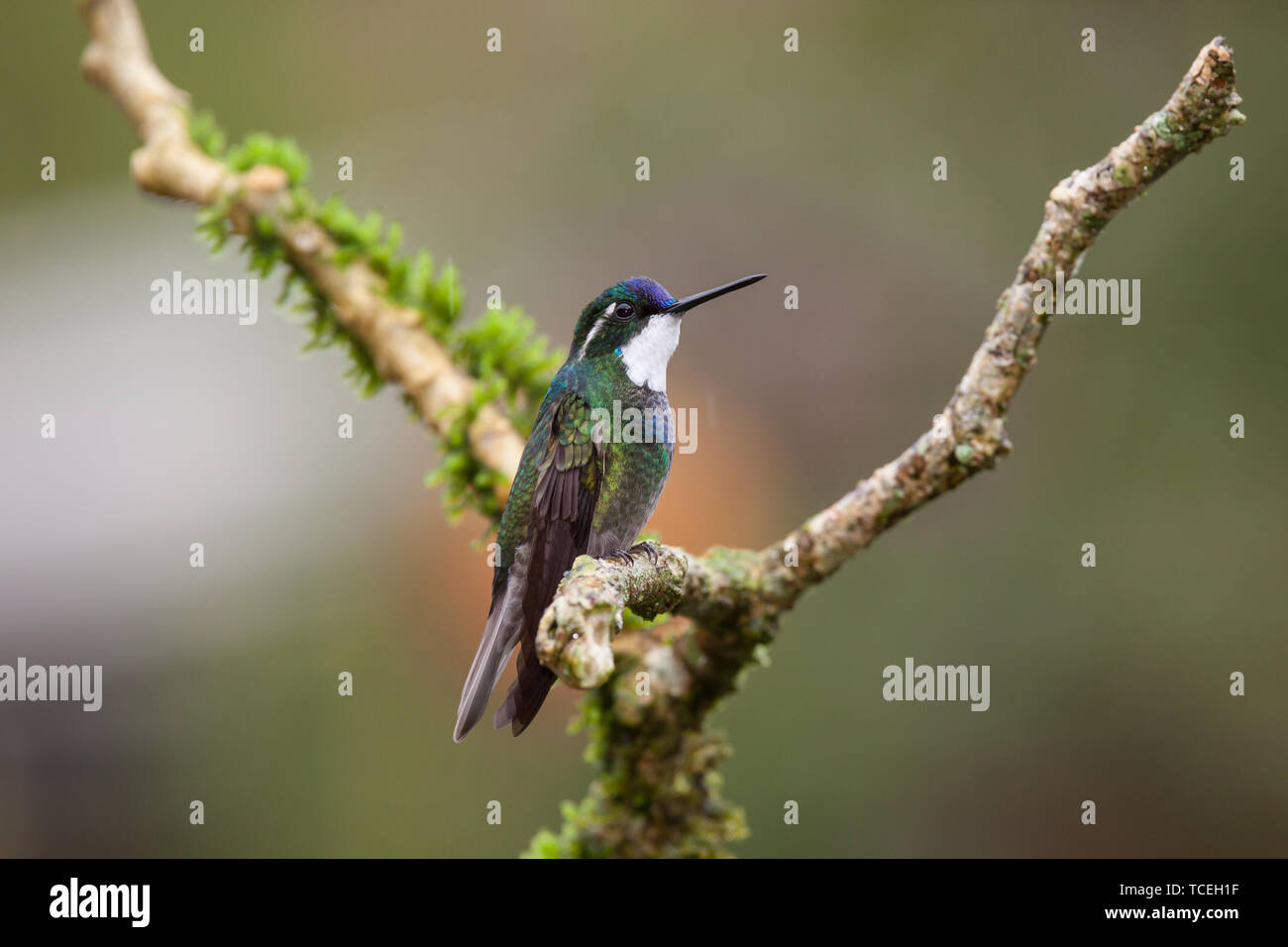 Un homme à queue gris ou gris-tailed Mountaingem - Lampornis cinereicauda, perché sur une branche dans la vallée de la rivière Savegre du Costa Rica. Jusqu'à récemment Banque D'Images