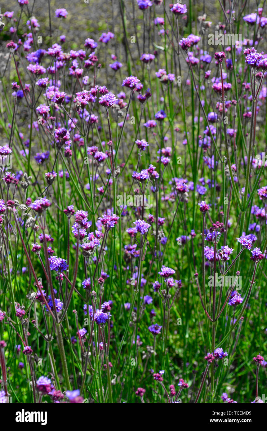 Grand groupe de petites fleurs violettes sur de hautes tiges vertes Photo  Stock - Alamy