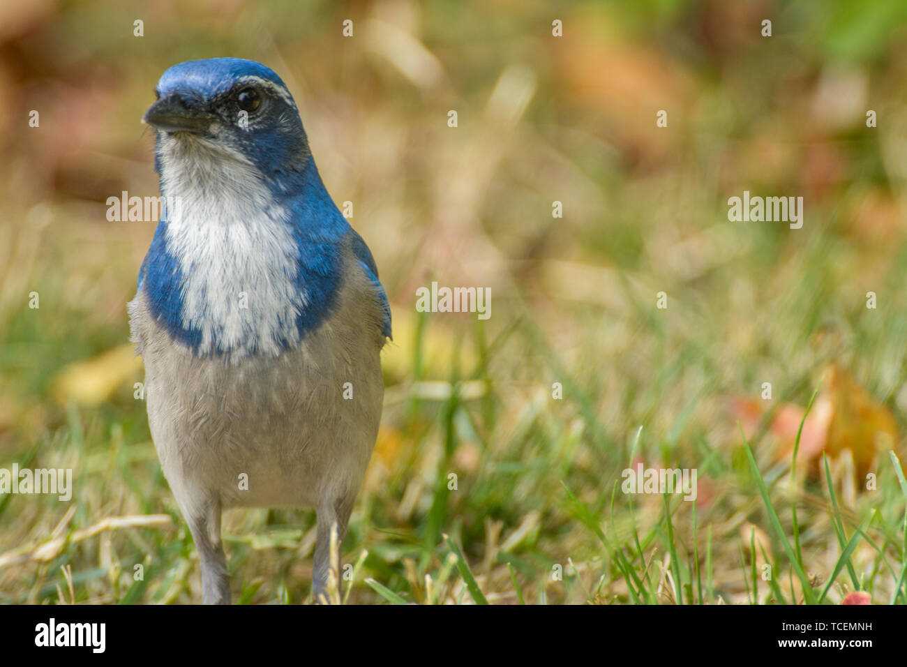 Gros plan de la belle Californie scrub jay assis sur l'herbe fraîche sur fond flou de pelouse Banque D'Images