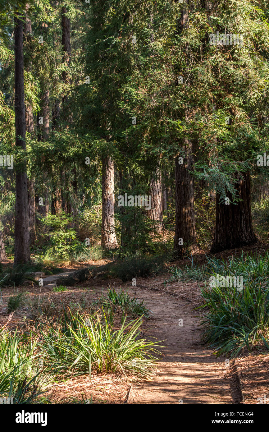 Sentier de randonnée à travers bois rouge arboretum at UC Davis, Californie Banque D'Images