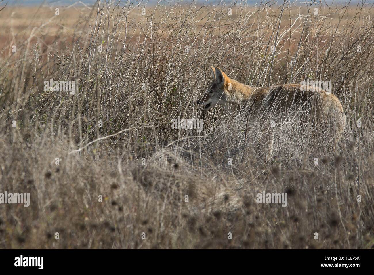 La chasse au coyote dans l'herbe haute Banque D'Images