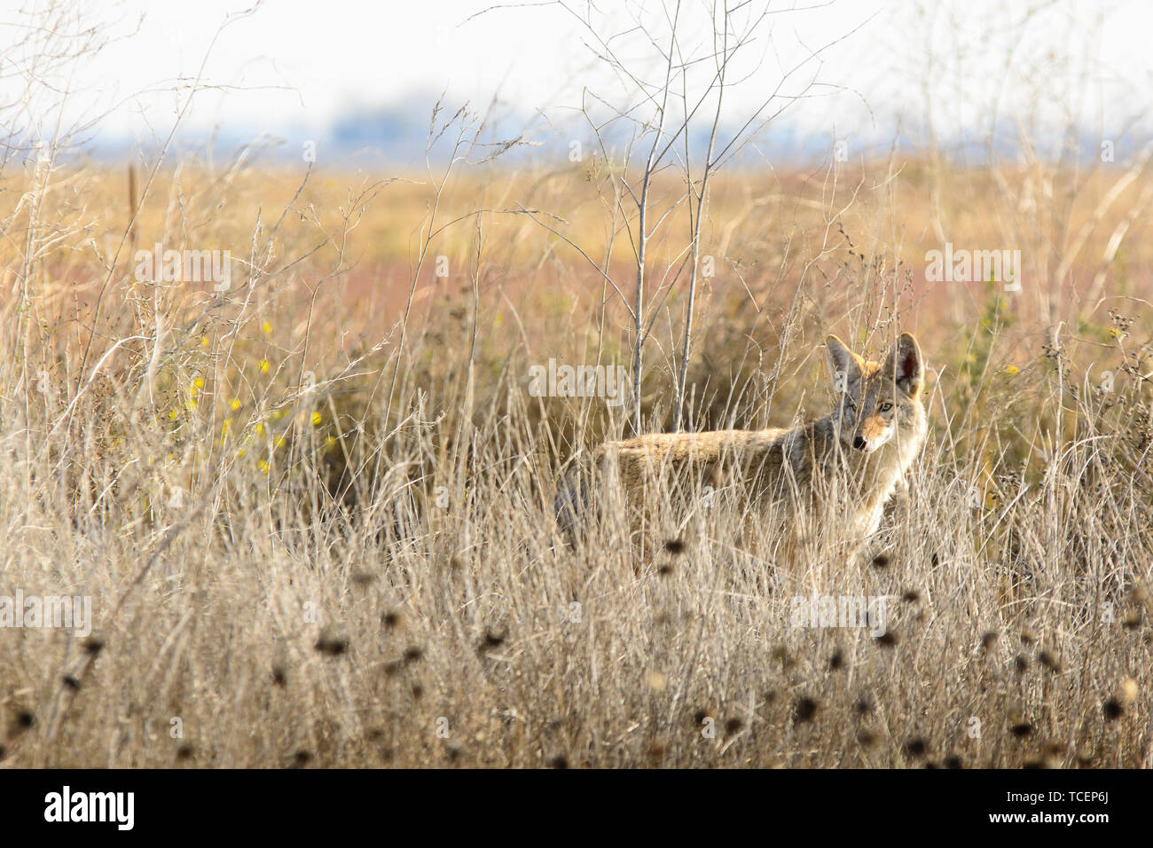 La chasse au coyote dans l'herbe haute Banque D'Images