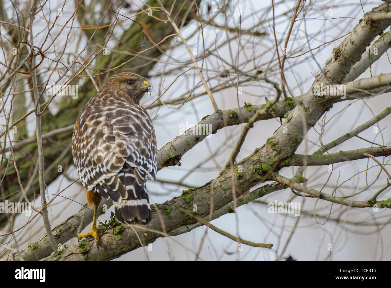 Rouge Une épaulettes perchés dans un arbre. Banque D'Images