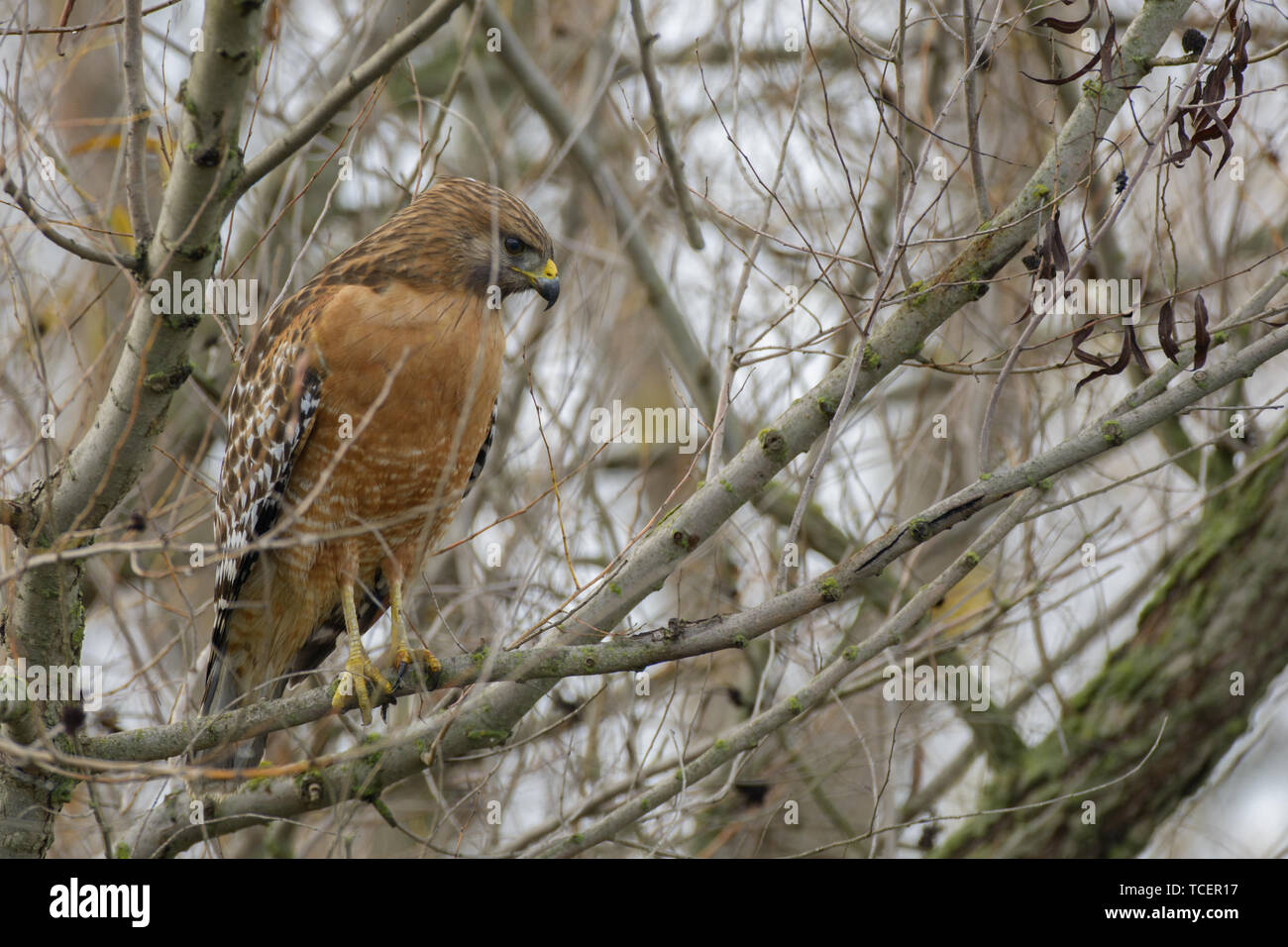 Rouge Une épaulettes perchés dans un arbre. Banque D'Images