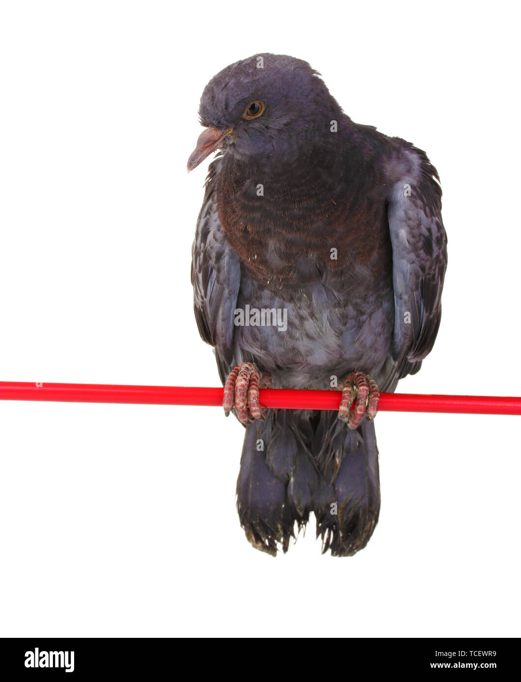 Un pigeon gris assis isolated on white Banque D'Images Un pigeon gris assis isolated on white Banque D'Images