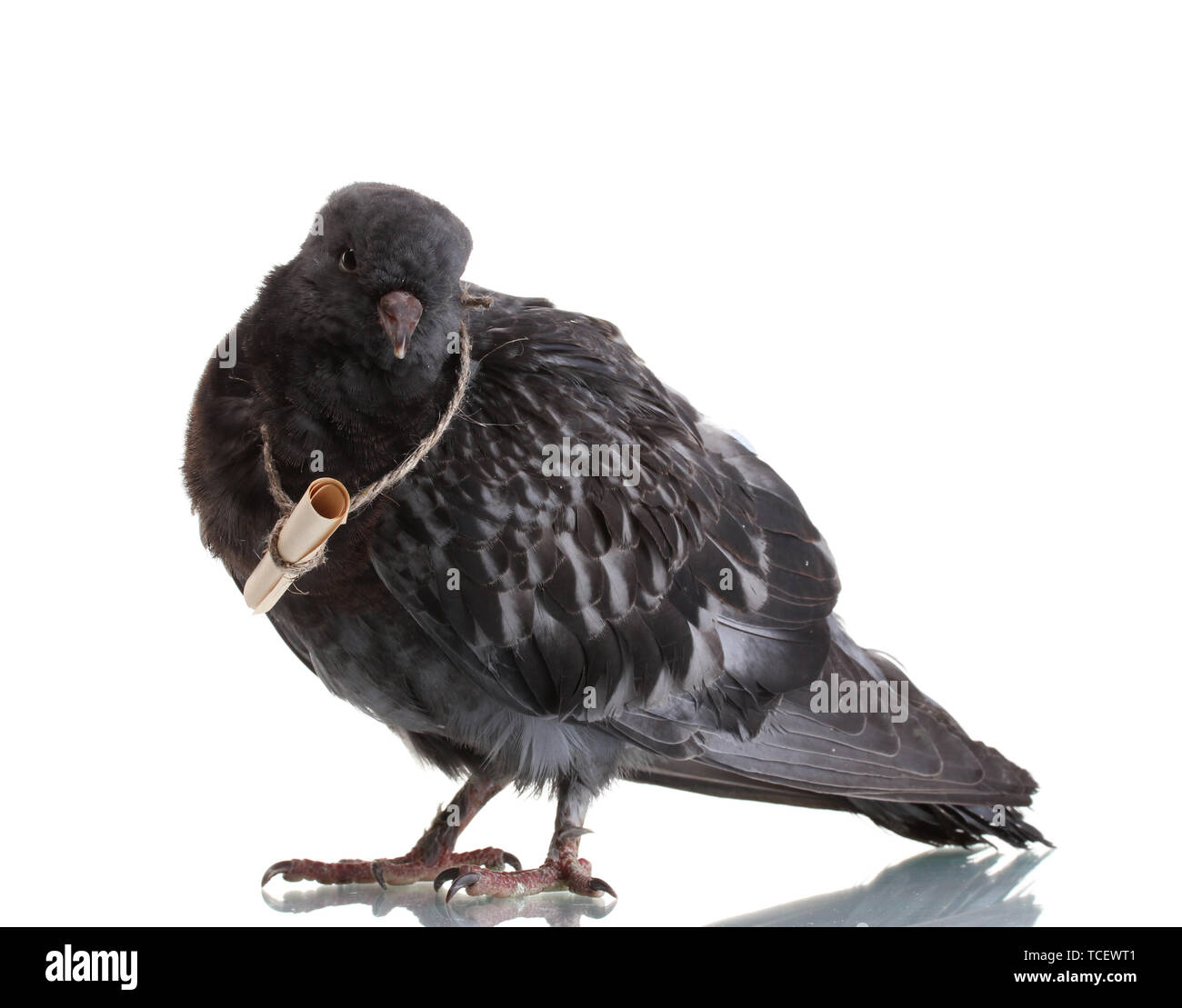 Un gray messenger-pigeon isolated on white Banque D'Images