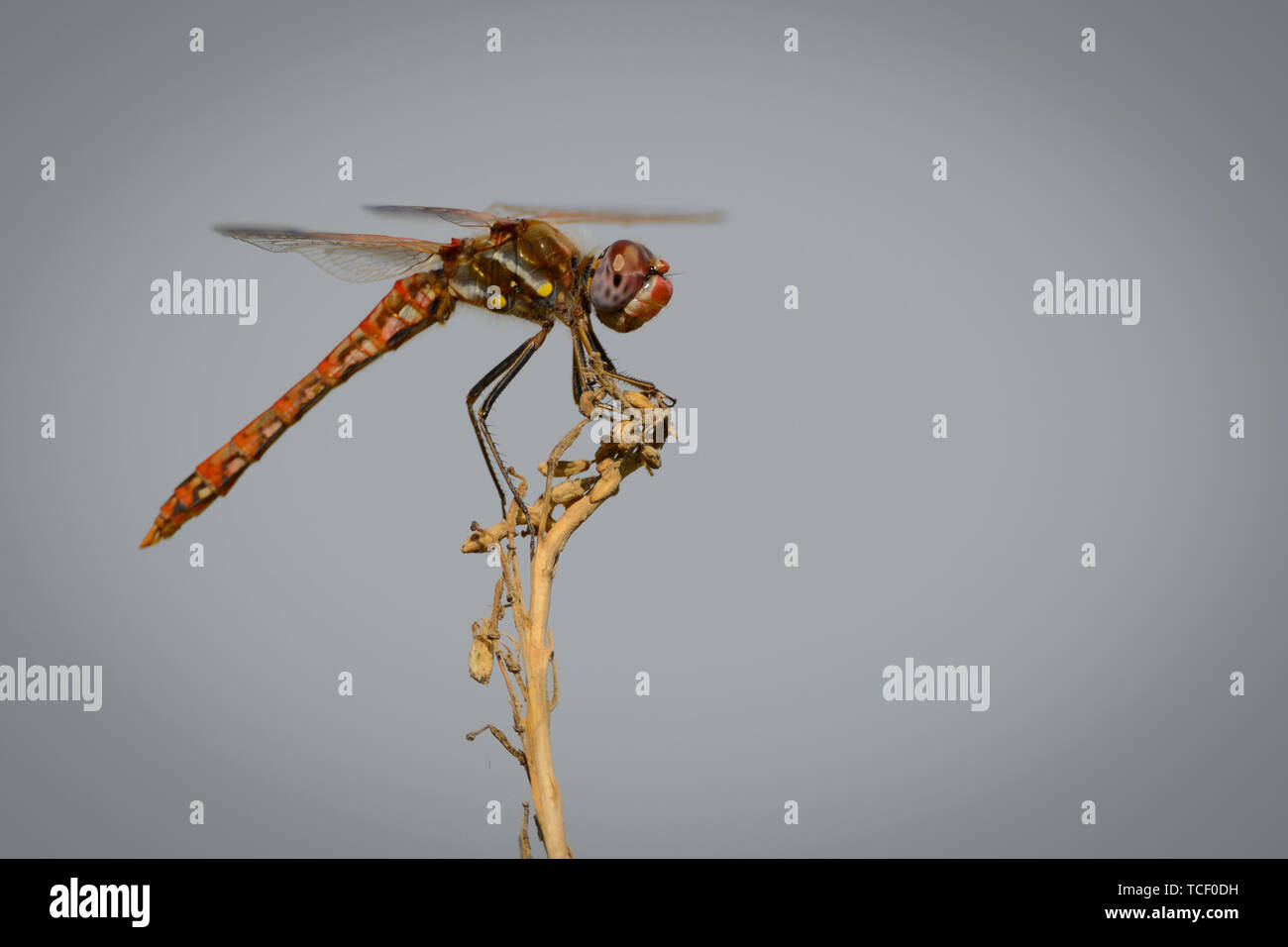 Une libellule rouge accroché à une branche au repos. Banque D'Images