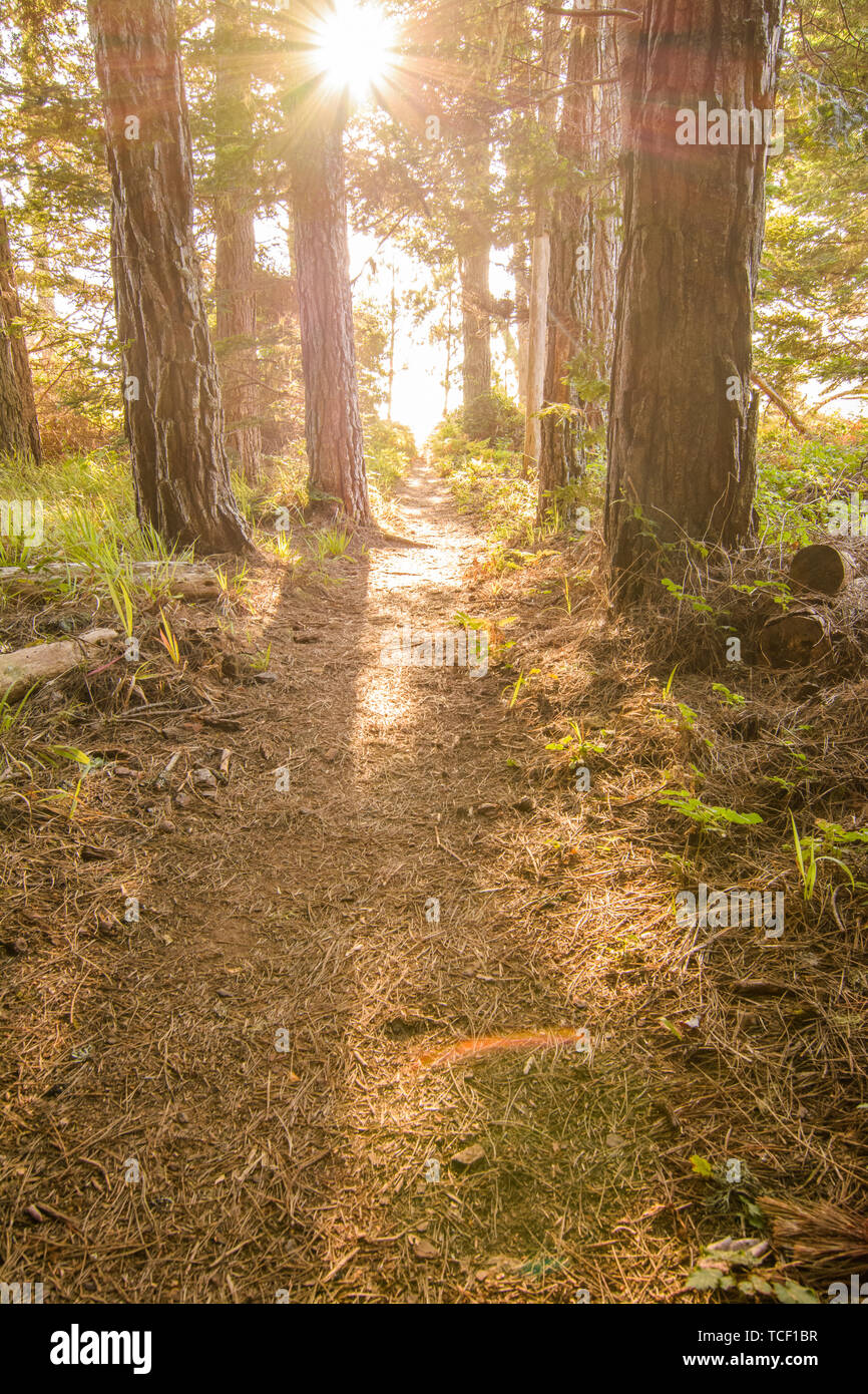 Vue en perspective de la voie étroite entre l'ancienne forêt de conifères avec la lumière du soleil lumineuse lumineux Banque D'Images