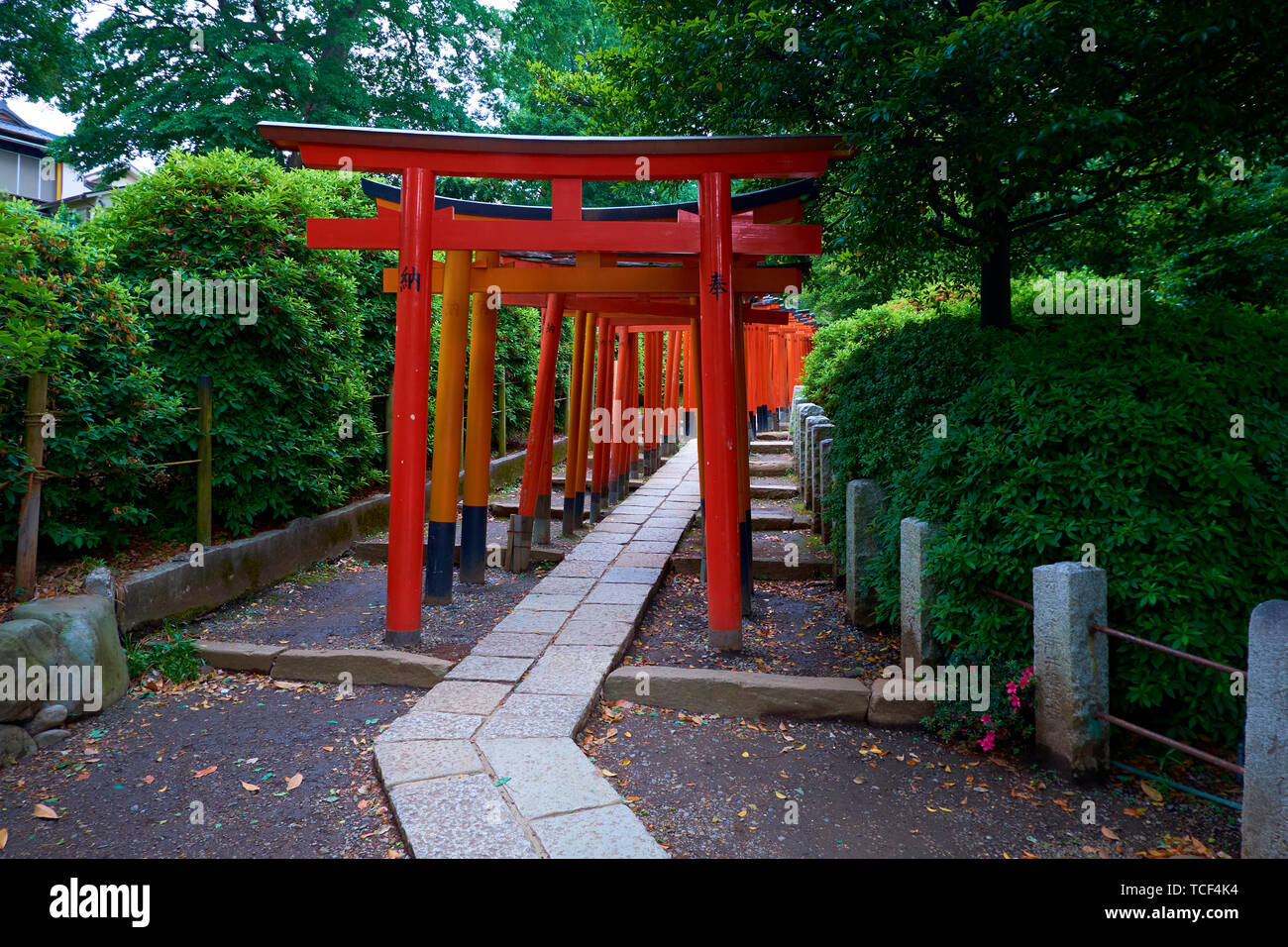 L'impressionnante série de Tori rouge des barrières au sanctuaire Nezu à Tokyo, Japon. Banque D'Images