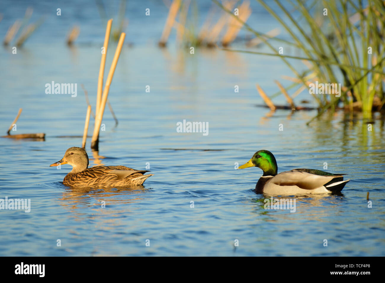 Un agent et une paire de canards colverts nager sur l'eau. Banque D'Images