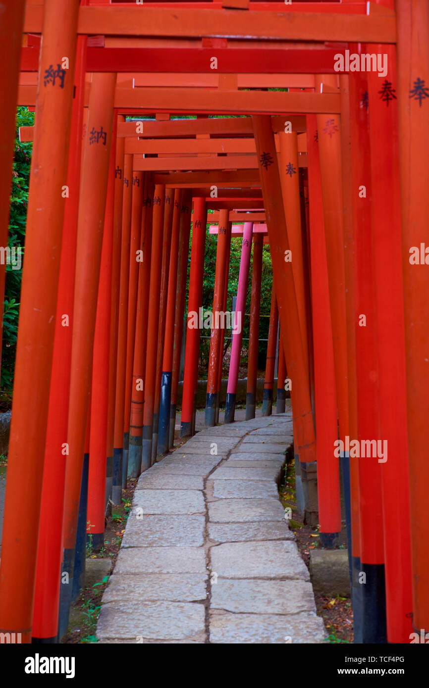 L'impressionnante série de Tori rouge des barrières au sanctuaire Nezu à Tokyo, Japon. Banque D'Images