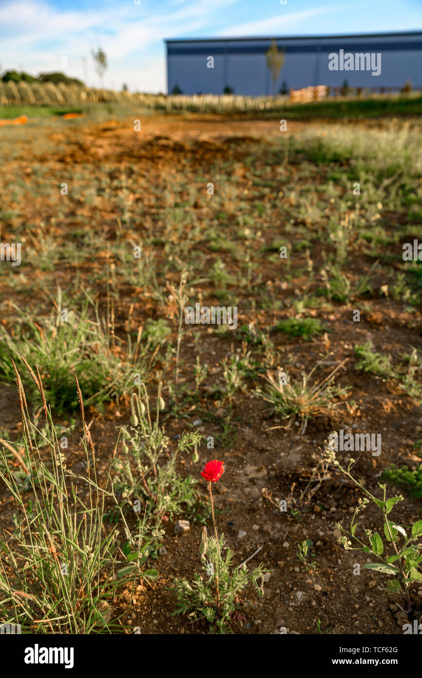 Pavot rouge sauvage poussant sur des terrains vagues à côté d'un nouvel entrepôt. Nature vs le développement. Nouveau développement / chantier. Banque D'Images
