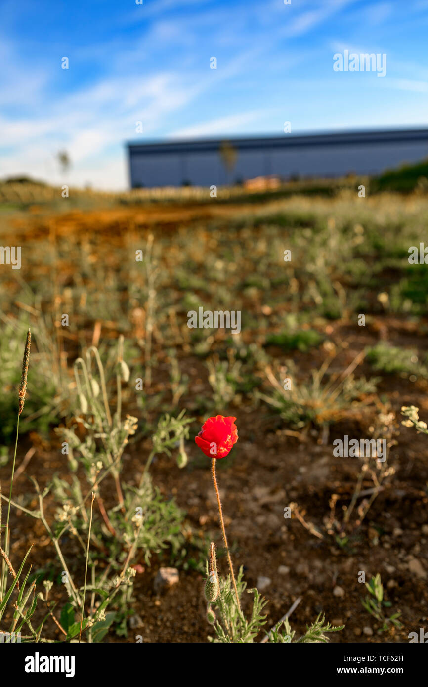 Pavot rouge sauvage poussant sur des terrains vagues à côté d'un nouvel entrepôt. Nature vs le développement. Nouveau développement / chantier. Banque D'Images