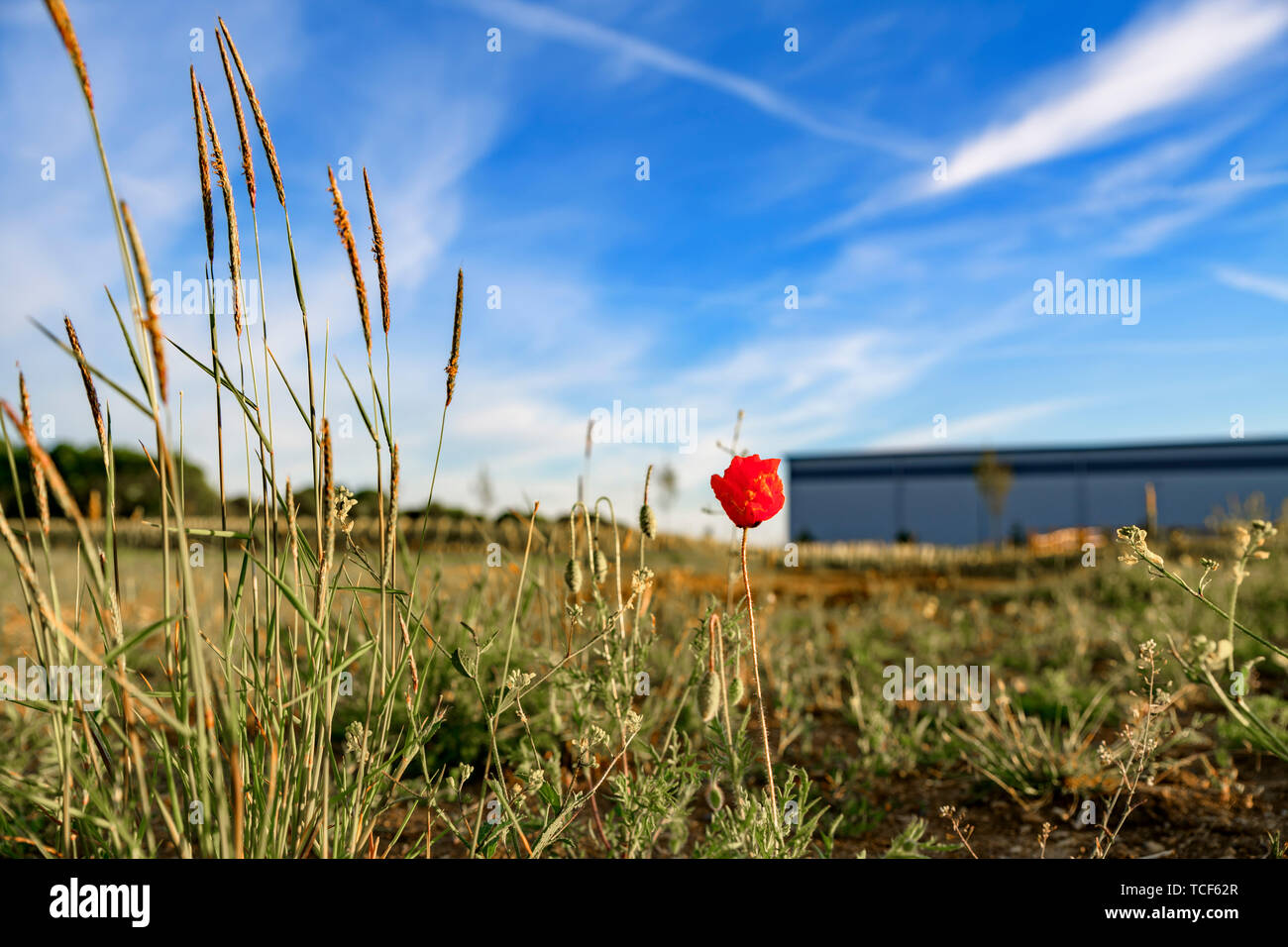 Pavot rouge sauvage poussant sur des terrains vagues à côté d'un nouvel entrepôt. Nature vs le développement. Nouveau développement / chantier. Banque D'Images